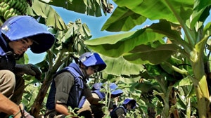A de-mining team searches for cluster bombs in a banana field in south Lebanon.