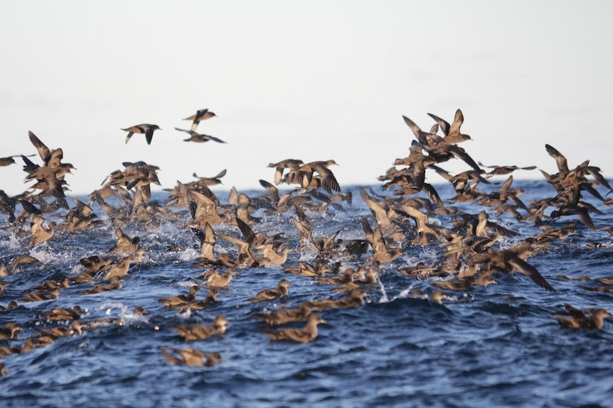 Shearwaters flying over the ocean