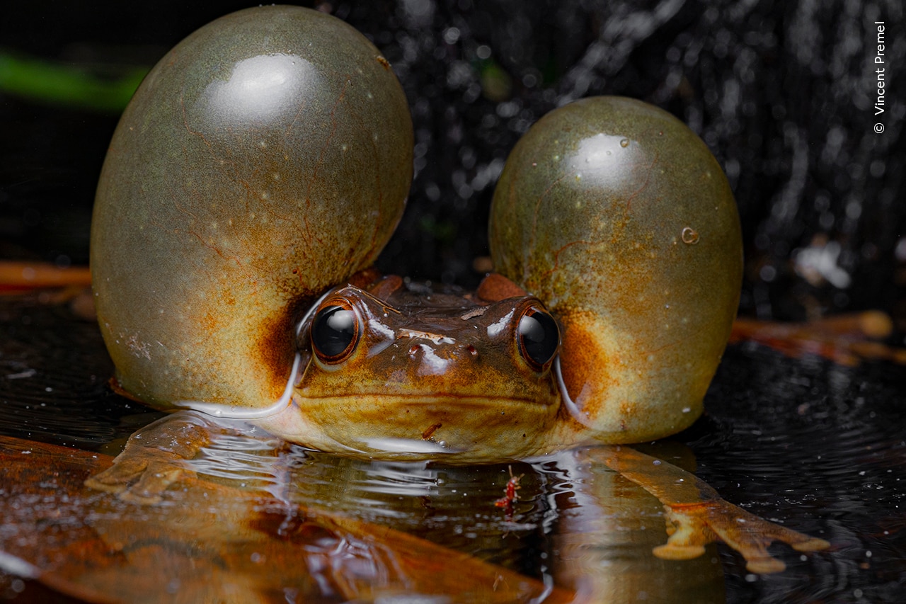 A Surinam golden-eyed tree frog puffs out its cheeks as it prepares to call for a mate.