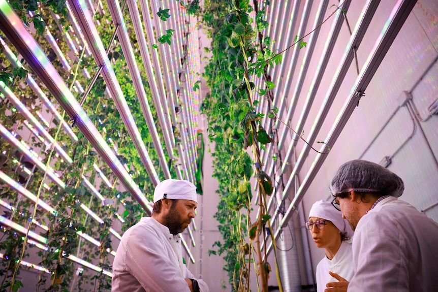 Three people dress in white stand talking surrounded by plants growing vertically inside.
