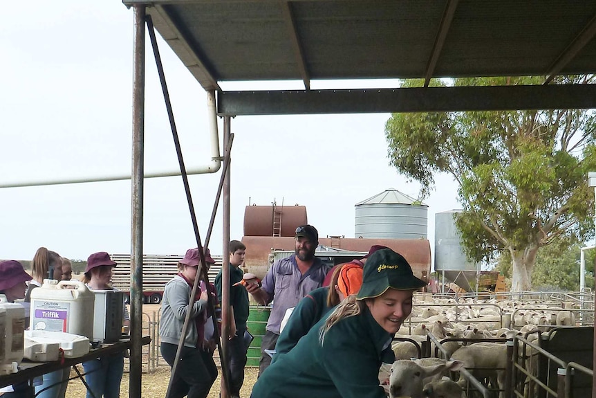 Glossop High School student Keely Pampling tagging sheep while staff and fellow students watch.