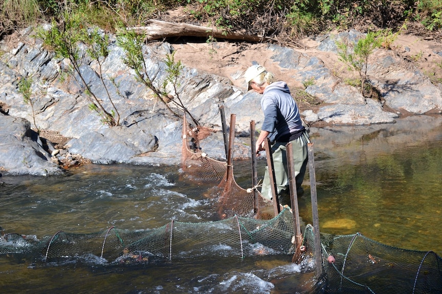 A woman standing in a river, checking nets.