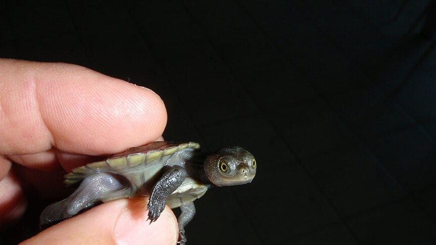 Held between two fingers a young Murray River Turtle looks at the camera