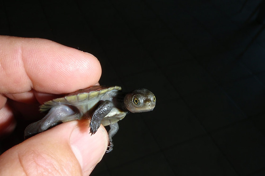 Held between two fingers a young Murray River Turtle looks at the camera