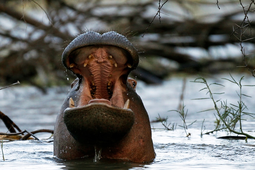 A hippo yawning at a lake in Kenya.