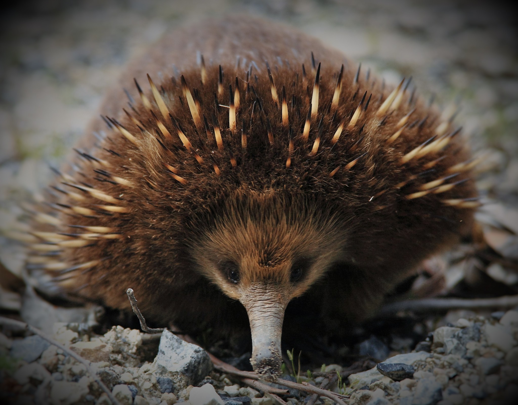 The Enigma of the Echidna