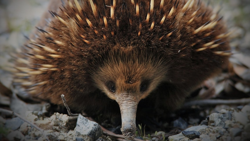 A front-on photograph of an echidna.