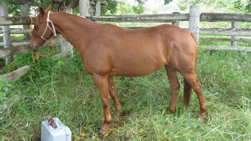 A Queensland Police horse stands tethered to a fence