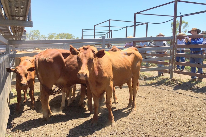 A brown cow in a sale pen looks at the camera while buyers look on