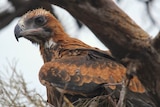 Wedge-tailed eagle "Kuyu" pictured in 2013