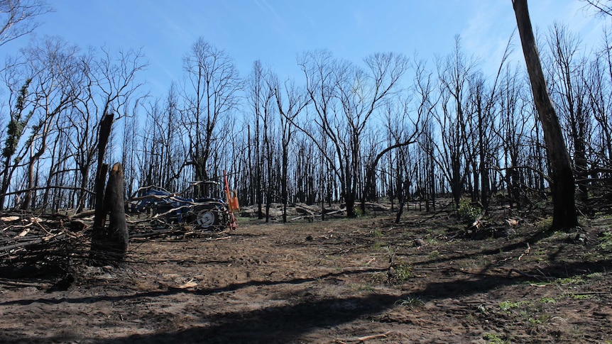 Burnt trees cover the top paddocks of Murray Coe's property near Dunedoo