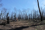 Burnt trees cover the top paddocks of Murray Coe's property near Dunedoo