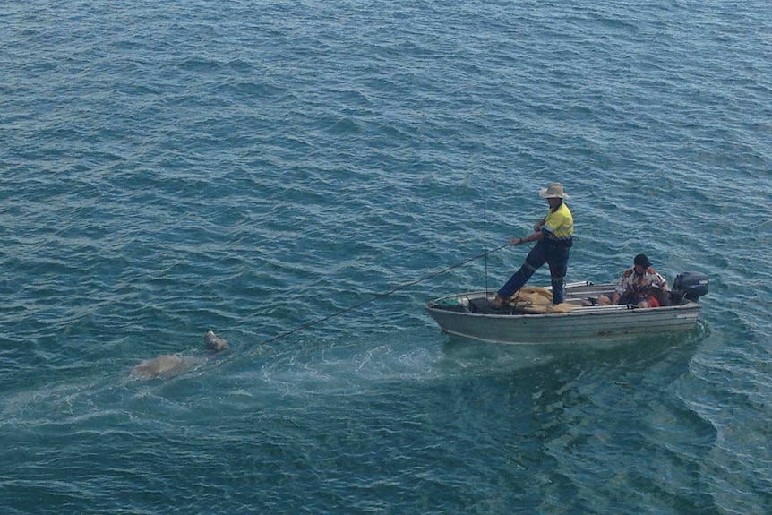 A male bovine in the sea.