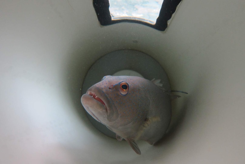 Coral trout in a long tube-like tank