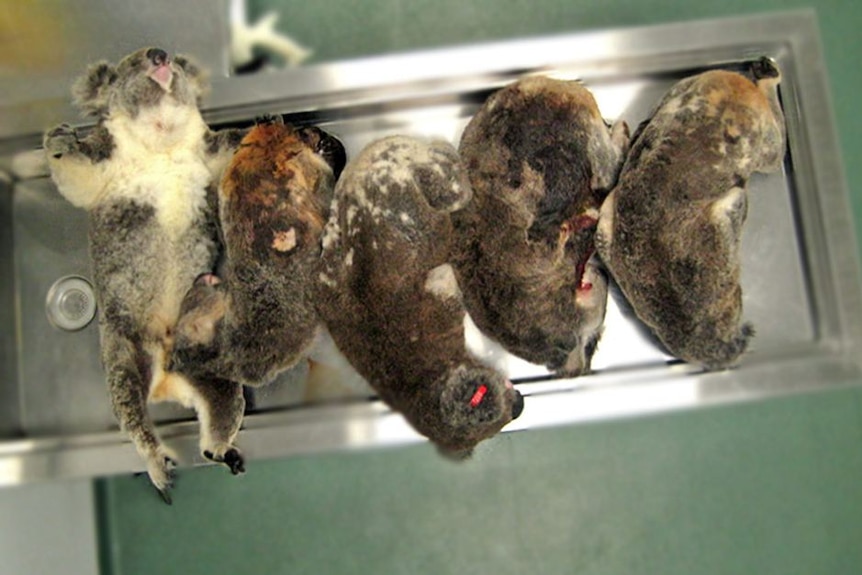 Five koalas lay on an steel bench at a clinic after being euthanased.