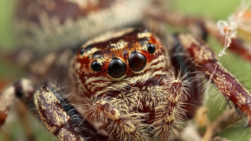 Jumping spider