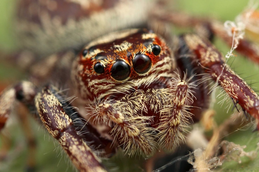 Jumping spider