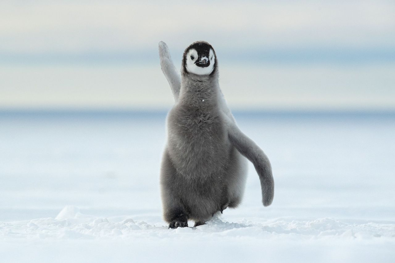 A young penguin runs across snow with one wing up in the air.
