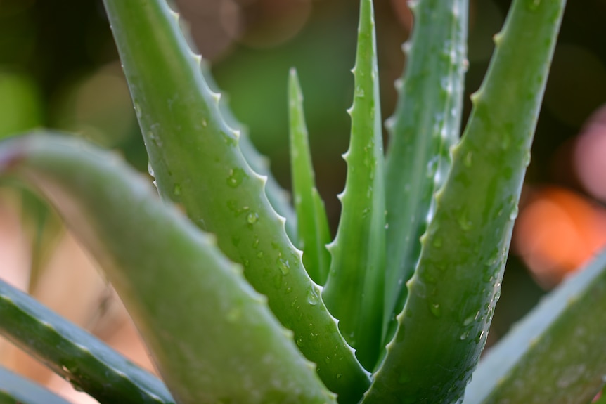 A close up of an aloe vera plant.