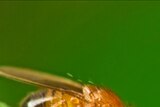 Male common fruit fly (Drosophila melanogaster)