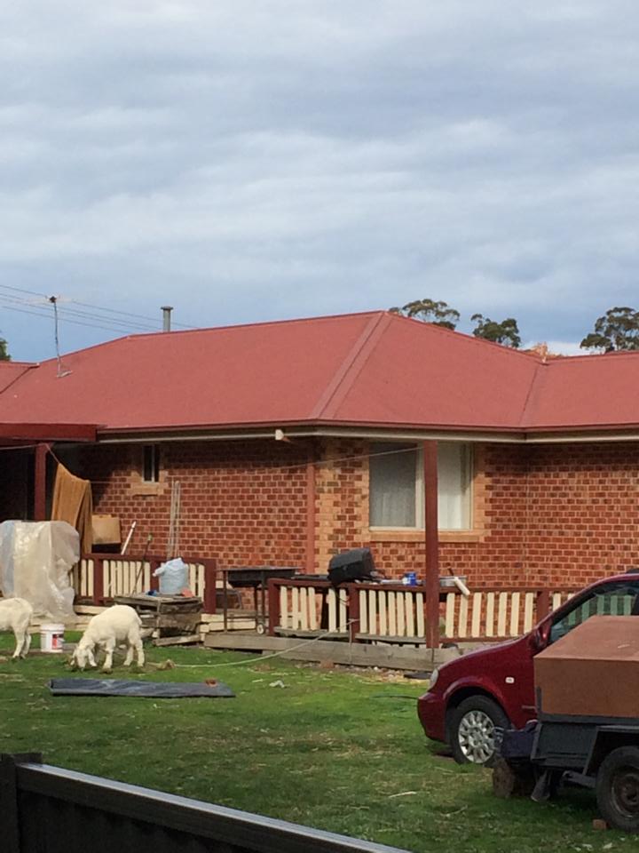 Goats in the backyard of a property. 