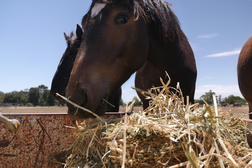 A horse eats hay from a trailer. 