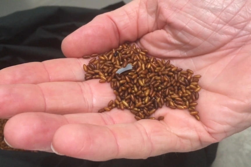 A close up of pupae on a hand in the SIT facility.