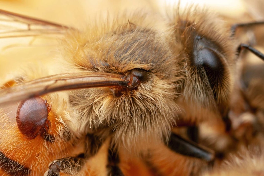 Close up of a bee with a mite attached.