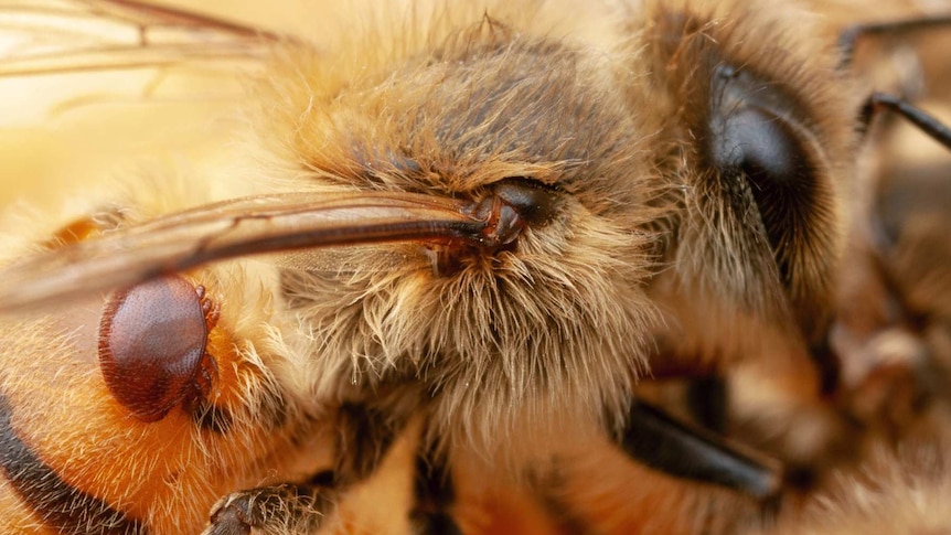 A varroa mite on a honey bee