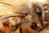 A varroa mite on a honey bee