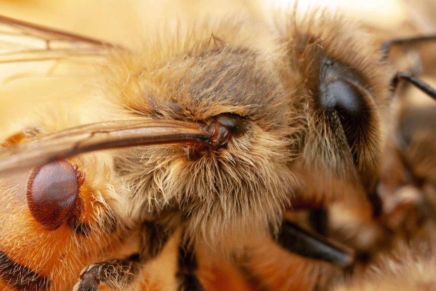 A close-up of a small red mite on a honey bee 