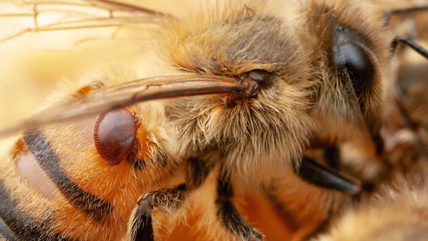 A varroa mite on a honey bee.