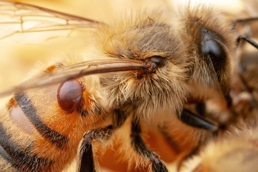 Gros plan d'une abeille avec un acarien attaché.