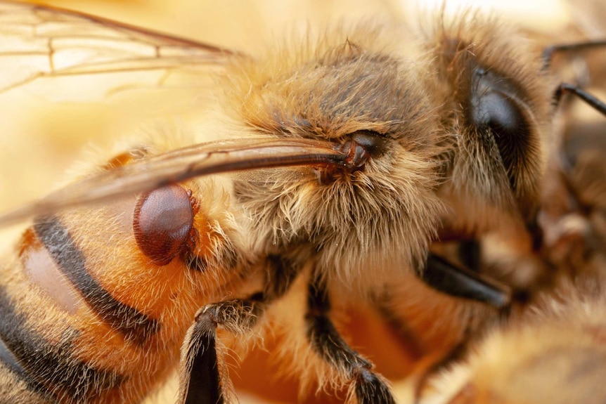 A varroa mite on a honey bee