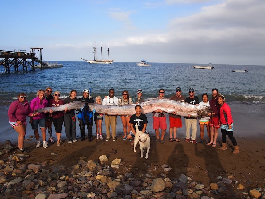 Oarfish found off California