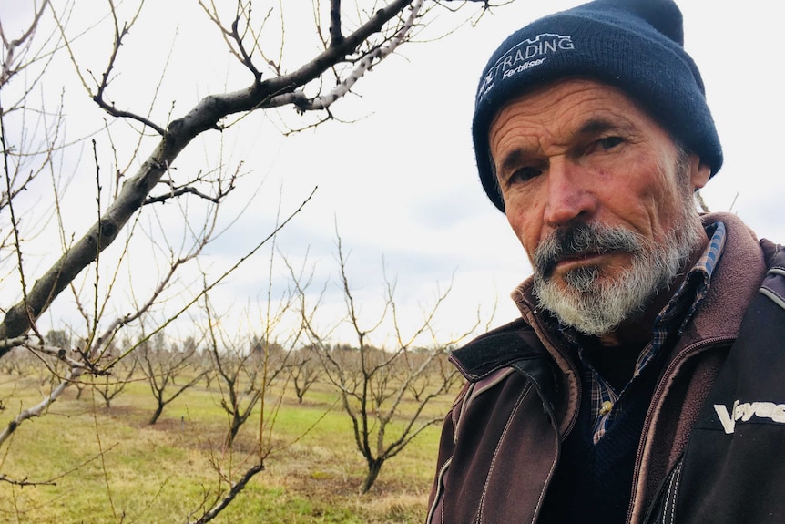 Fruit grower, Gary Godwill, in his dormant winter orchard at Kialla East in north east Victoria.