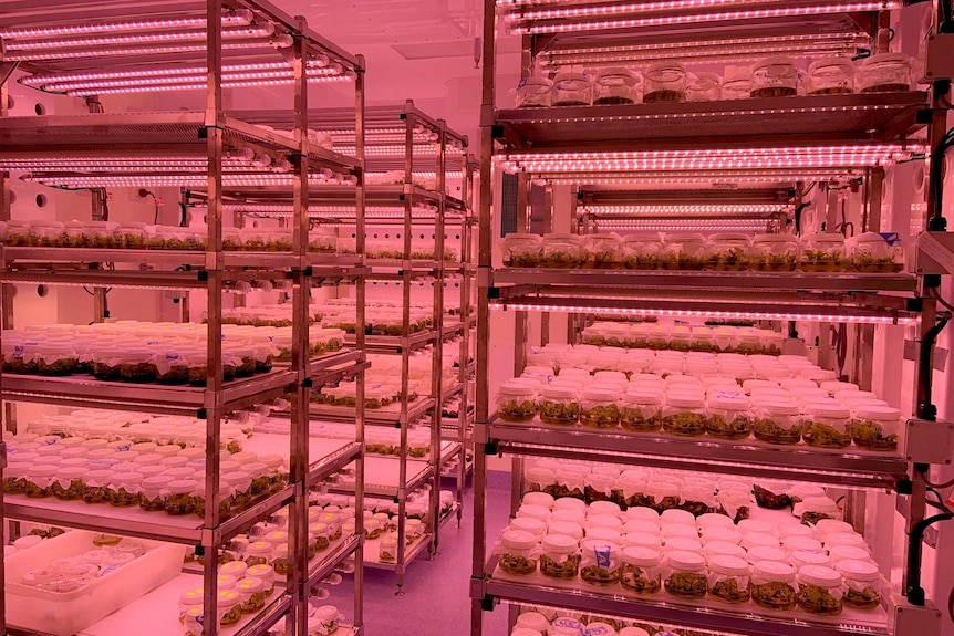 Avocado plants under lights in a laboratory.