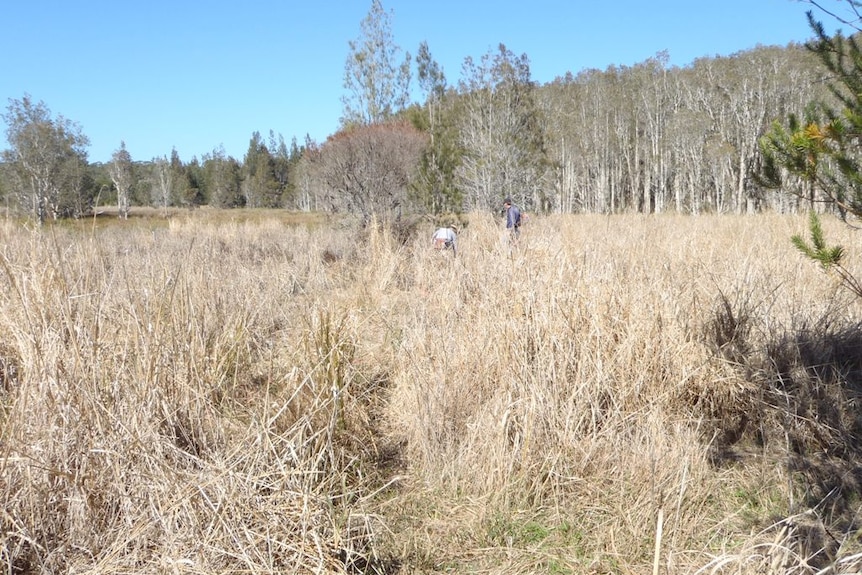 Cowards' Wetland, Woodburn