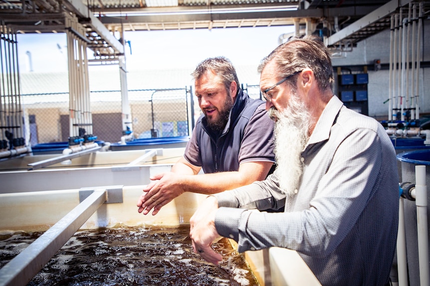 Two men lean over a bubbling tank of liquid.