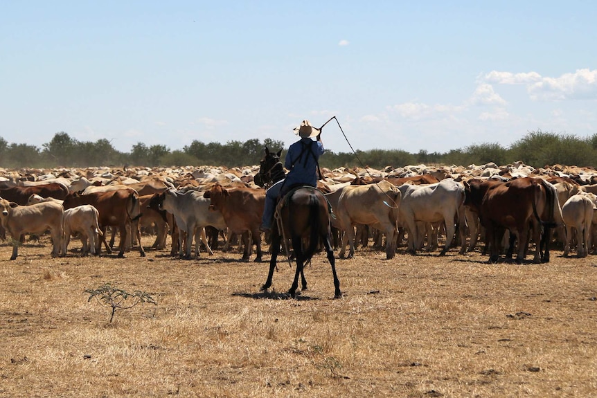 a man on a horse with a stockwhip mustering cattle.