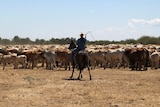 a man on a horse with a stockwhip mustering cattle.