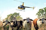 A Robinson 22 Helicopter mustering some Brahman cross cattle along a barbed wire fence with a stockman riding along at the tail.