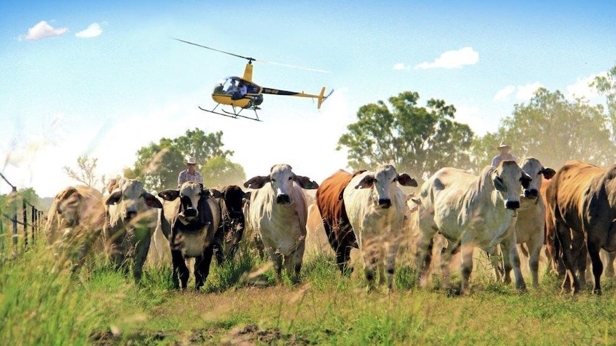 A Robinson 22 Helicopter mustering some Brahman cross cattle along a barbed wire fence with a stockman riding along at the tail.