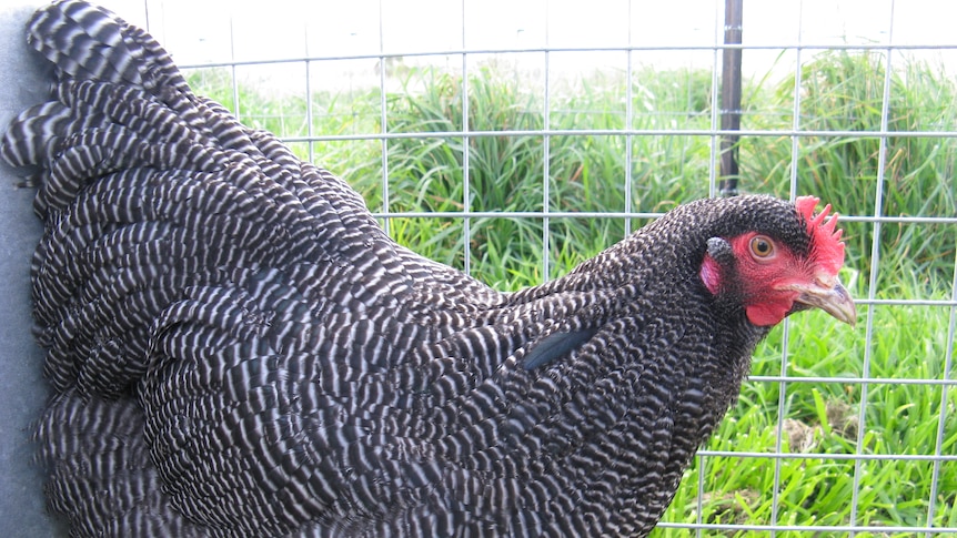 A chicken stands in a cage