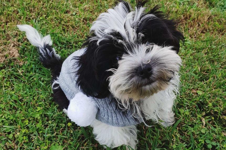 Peppa sits on the grass in a grey hoodie to depict surviving the week with a new pet puppy.