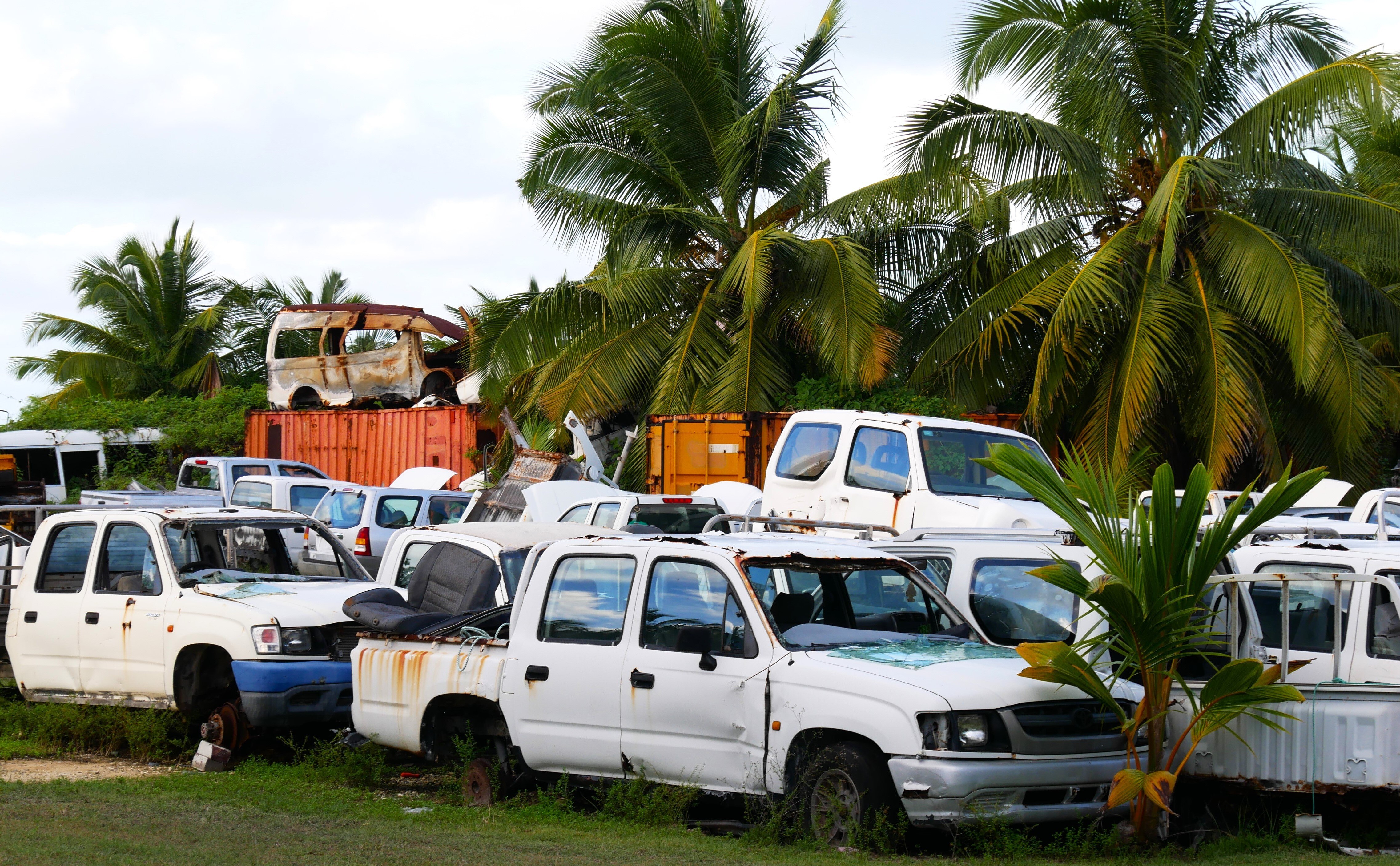 Rusting cars with smashed windscreens among tropical palms.