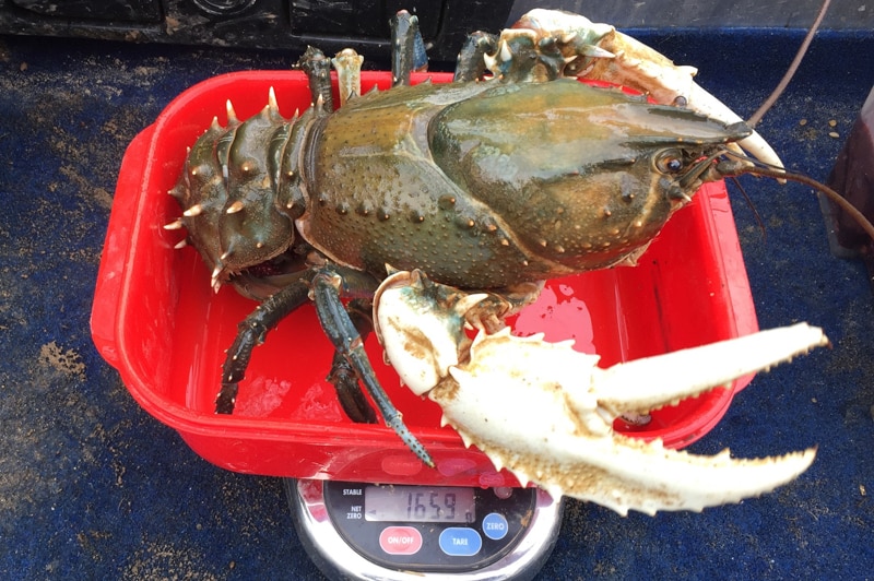 Freshwater cray on scales weighing in at 1.6kg