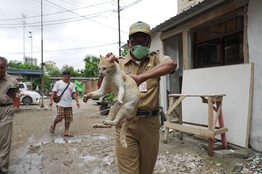 A city vet carries a stray cat by the scruff of the neck in Jakarta.