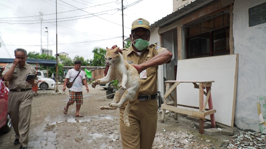 A city vet carries a stray cat by the scruff of the neck in Jakarta.
