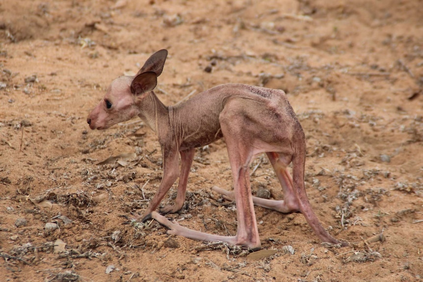 An emaciated kangaroo joey